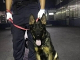 蚌埠：醉酒男偷窥女工洗澡？ 警犬显威力还原事实真相