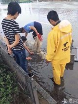 肥东龙塘立交桥下裕溪路积水数百米长  男子撒网捕鱼