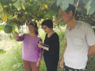 巢湖：小小瓜蔞結出脫貧“致富果”