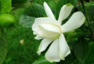 張建春：單挑一枝花