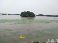 巢湖北岸和龜山附近湖水上漲 樹木被淹只剩樹冠（圖）