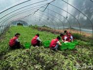 肥東2000多畝蔬菜大棚被淹 社區(qū)組織志愿者搶摘降損失