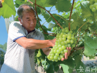  梅雨過(guò)去天晴了！走，去大圩采摘葡萄