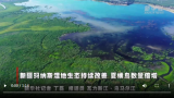 新疆玛纳斯湿地生态持续改善 夏候鸟数量倍增