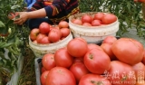濉溪贫困户承包温室大棚 种植西红柿年收入12万元 