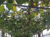 闫红章玉政：绿水青山读一晚《红楼梦》