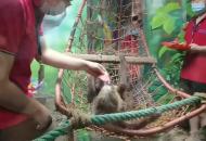 高溫來襲 合肥海洋世界動物們避暑有方