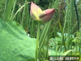 杭州西溪荷塘并蒂莲开花一天就被折，景区加强巡逻