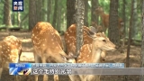 台湾赠大陆梅花鹿幼崽满月 经网友征集取名“鸣鸣”