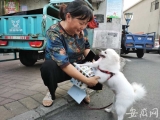 合肥老城区启动不文明养犬专项治理行动 公布24小时举报热线