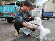 合肥老城區啟動不文明養犬專項治理行動 公布24小時舉報熱線