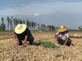 5.5亿元贷款支持蒙洼蓄洪区灾后建设