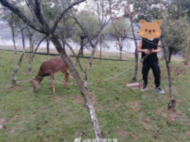 六安一男子從外地租了頭小鹿遛著玩 經鑒定是一級保護動物