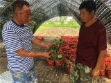 淮南市蘆集鎮：紅顏草莓  托起農民脫貧致富幸福夢