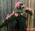 金戈：花期