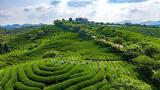 吴玲：猴村问茶