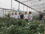 宜秀区罗岭镇黄梅村：种下一朵菊花，美了乡村，富了群众