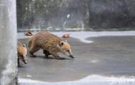 合肥野生動物園又來了一批新成員（組圖）