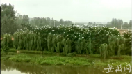 萬只白鷺起舞屯溪新安江！生態濕地成寶地