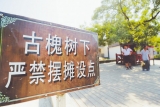 为保护六百岁国槐树  村民挪祖宅为其让路