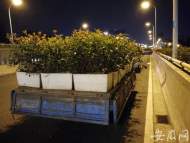 合肥南北高架、裕溪路高架將換“新顏”迎兩節(jié)