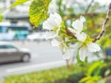 合肥出现3月樱花9月开异景