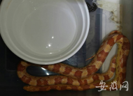 合肥一小區(qū)發(fā)現(xiàn)一條外來物種  身體顏色明艷以鼠類為食  