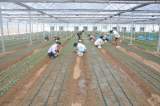 宜秀区罗岭镇黄梅村：20万余株鲜切花菊苗栽种完毕
