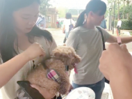 合肥已有26918只狗狗領到犬牌