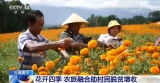 云南騰沖：實(shí)現(xiàn)“花開四季”的發(fā)展構(gòu)想 農(nóng)旅融合助村民脫貧增收