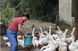 肥西县花岗镇：扶贫项目“掷地有声”
