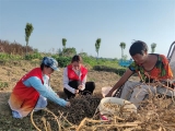 烔炀镇：组织巾帼志愿者帮助贫困户抢收花生