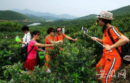 【網聚美好安徽?決戰脫貧攻堅】一樹芳容碩果來 “富硒”藍莓扶貧基地因地制宜綠色脫貧