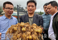 【決戰決勝 全面小康】小黃精立下大功勞  助力湖南新化摘掉貧困帽