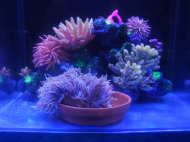 9月30日至10月3日可去合肥裕豐花市看水族展