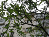 合肥一小区内一棵桃树秋天开花 专家称与桃树求生欲有关