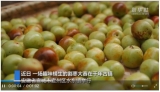 微视频：千年古镇的“甜蜜”味道