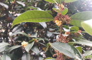 桂花二度開(kāi)放引合肥市民稱奇 專家稱與氣候溫度有關(guān)