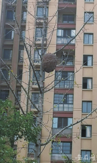 ?馬蜂窩毗鄰居民樓存隱患！六安這個小區居民盼摘除