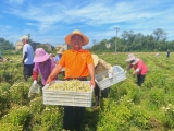 宜秀区白泽湖乡：扶贫菊花绽枝头  拓宽乡村振兴路 