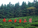 潮涌长三角|安庆杨亭村：盘活山林资源 把生态优势转为经济优势