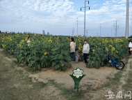 合肥濱湖網紅向日葵花海   迎來眾多市民前來打卡