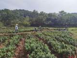 宜秀区罗岭镇妙山村：菊花基地将迎采摘期