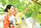 电商元素聚集大圩 助推销售逆袭 引领葡萄产业升级