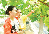 電商元素聚集大圩 助推銷售逆襲 引領葡萄產業升級