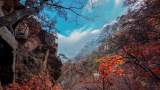 李星濤：肥西花草（組詩）