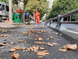 庐阳区：无边落叶萧萧下 环卫一日清3吨 