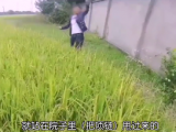 约好离婚又“反悔”  男子把妻子黄金项链扔稻田里