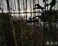 巢湖警方破獲一起非法捕撈案 抓獲2名犯罪嫌疑人