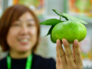 合肥農交會開幕：地道農產品有優惠，稀奇農產品有看頭